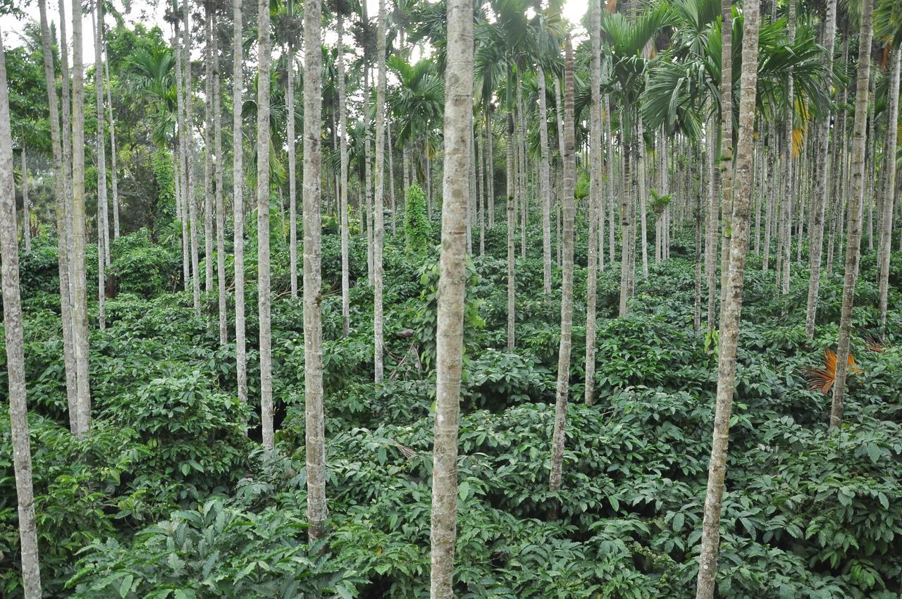 卡西塔酒店 Kushālnagar 外观 照片